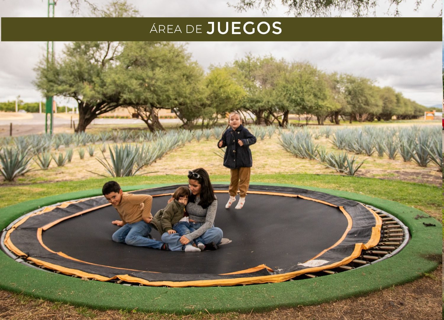preserve marques jardin de agave